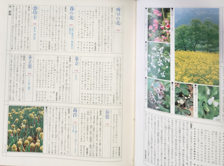 花の俳句歳時記　OKO 俳句 HAIKU : 俳句《葱坊主》